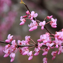 redbud.png