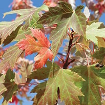 celebration-maple.jpg