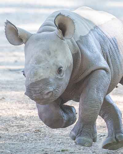 Rhino-Dalia.jpg
