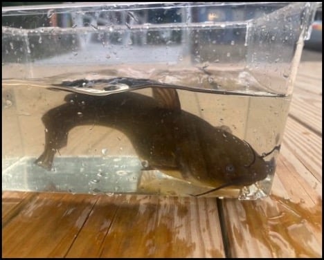 7.2.26 hinckley fish 4 7.2.26 hinckley fish 4