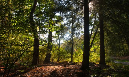 Woods-summer_2.jpg
