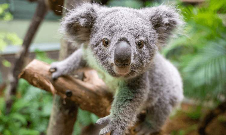 Koala-Koen.png