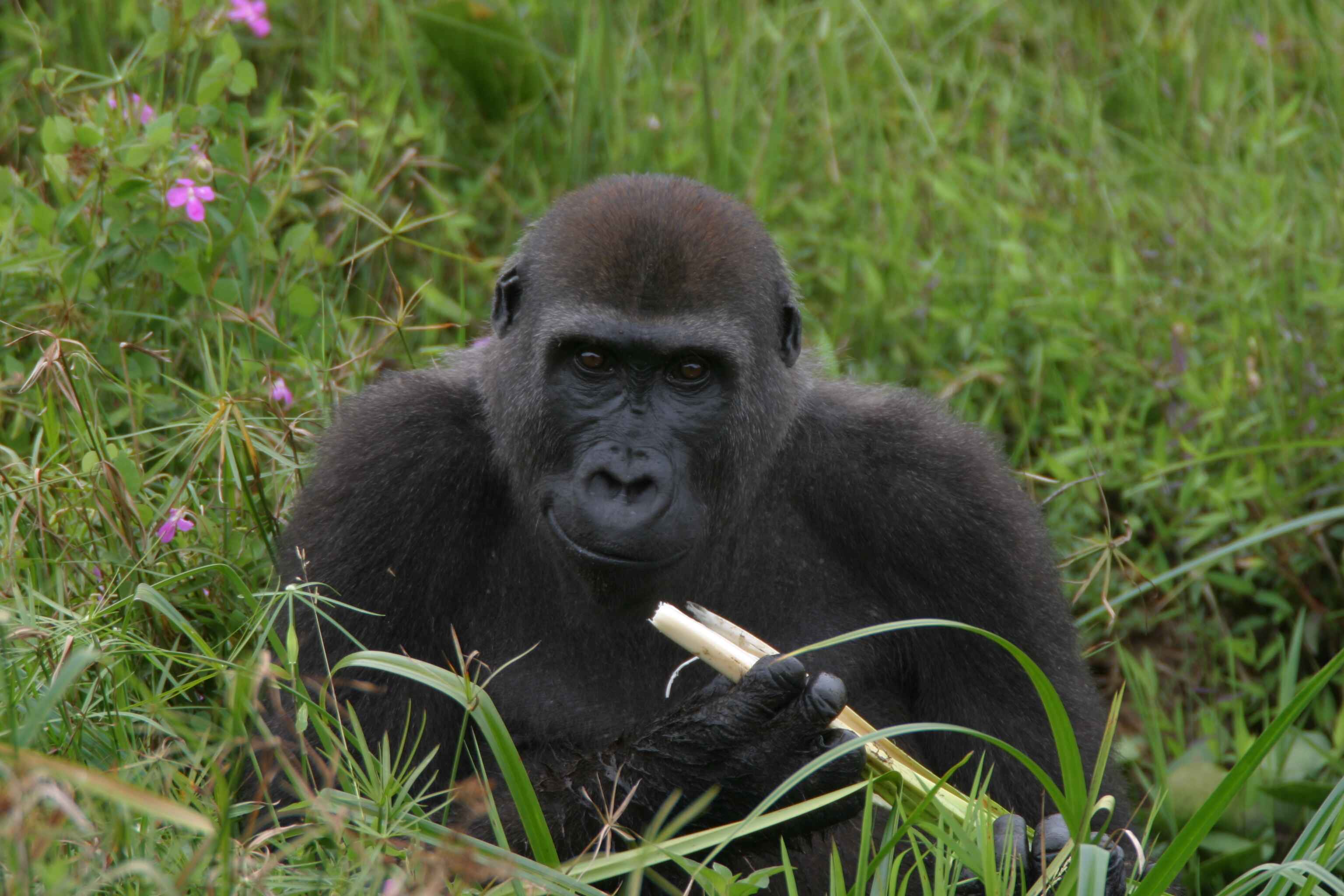 FFW-Gorilla-carousel-image-5.jpg