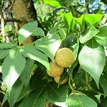 OhioBuckeye_215.jpg