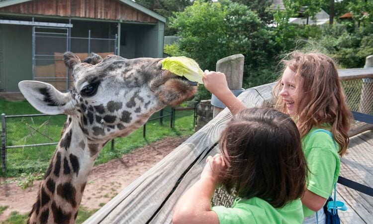 KidsFeedingaGiraffe.jpg
