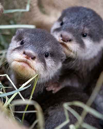 Otters-Budiwati-and-Bagus.jpg