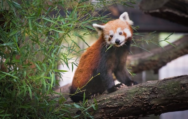 red-panda.jpg