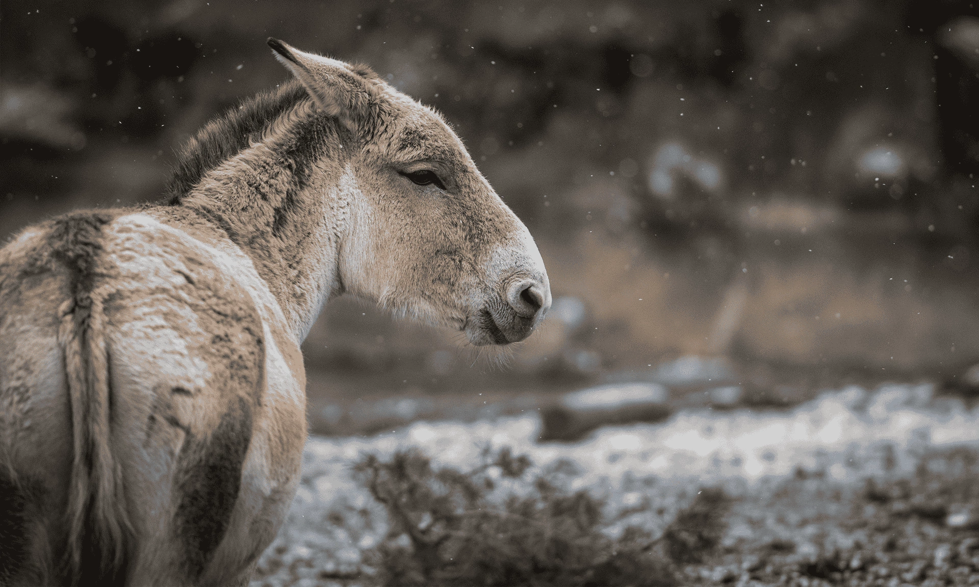 Persian-Onager.webp