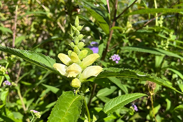 White Turtlehead White Turtlehead