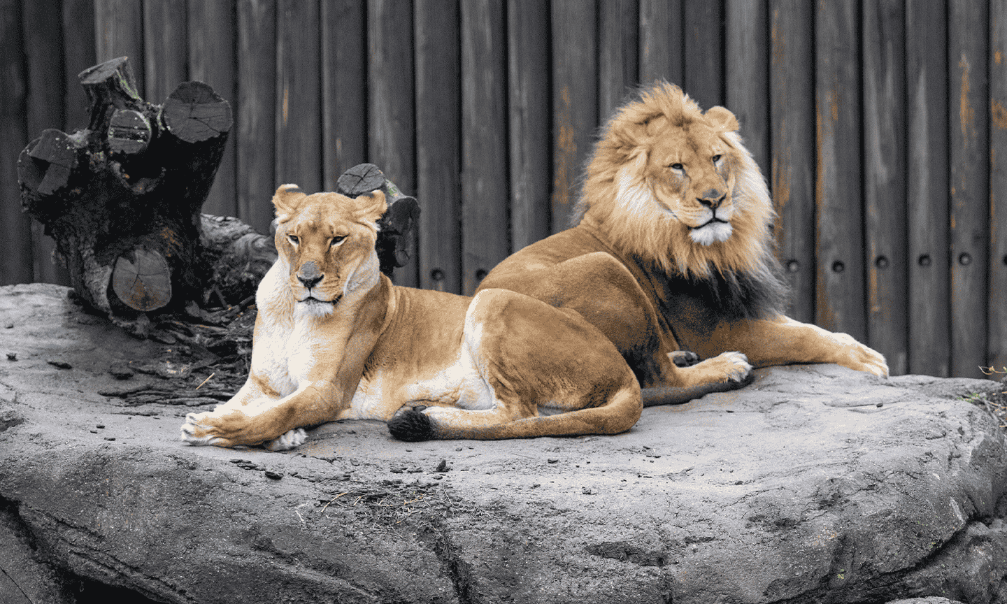 Lions.png