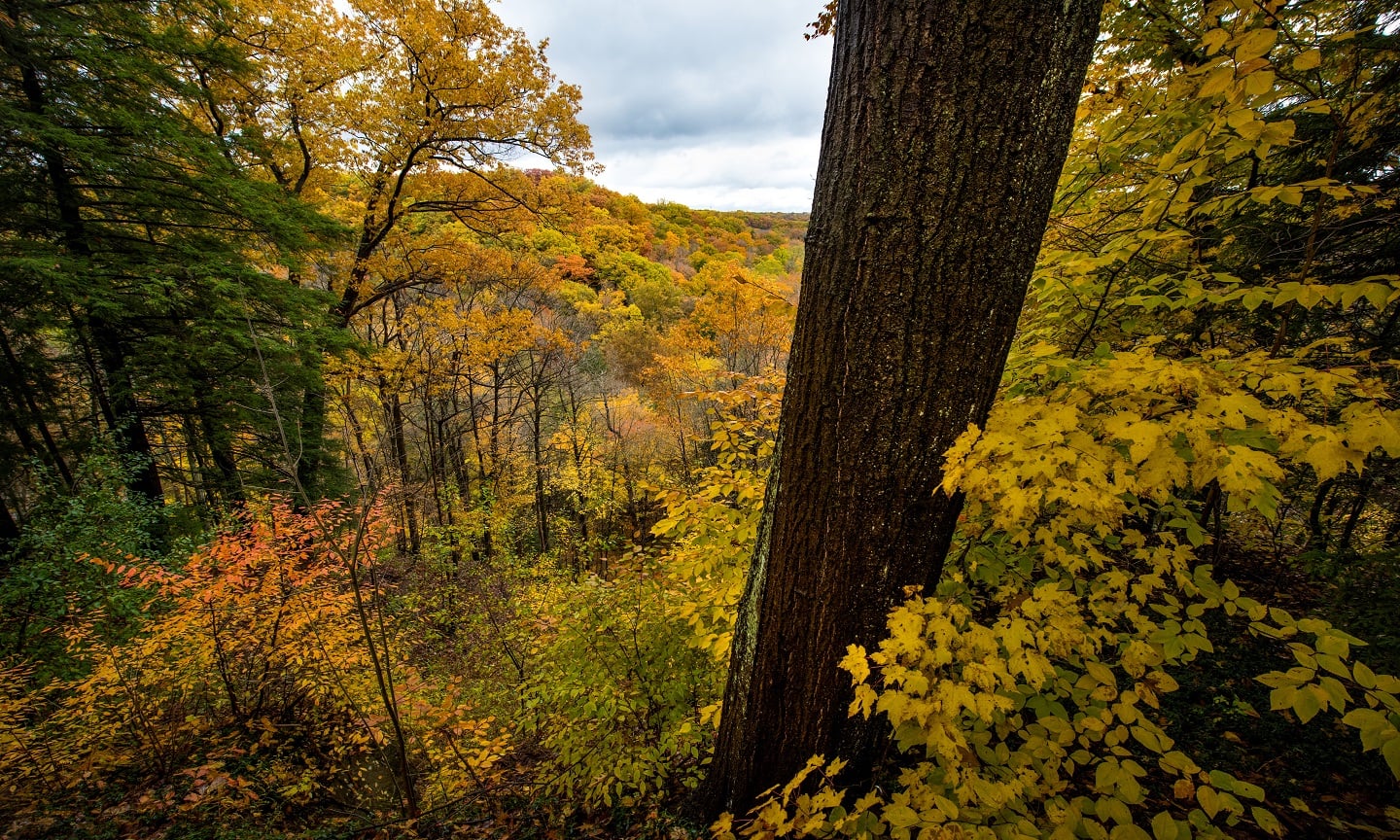 falltreessocialthumnail.jpg