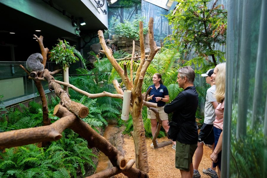 Inside-Tracks-koala.webp