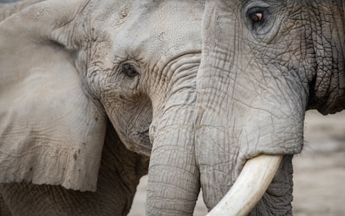 African-Elephant-Crossing.jpg