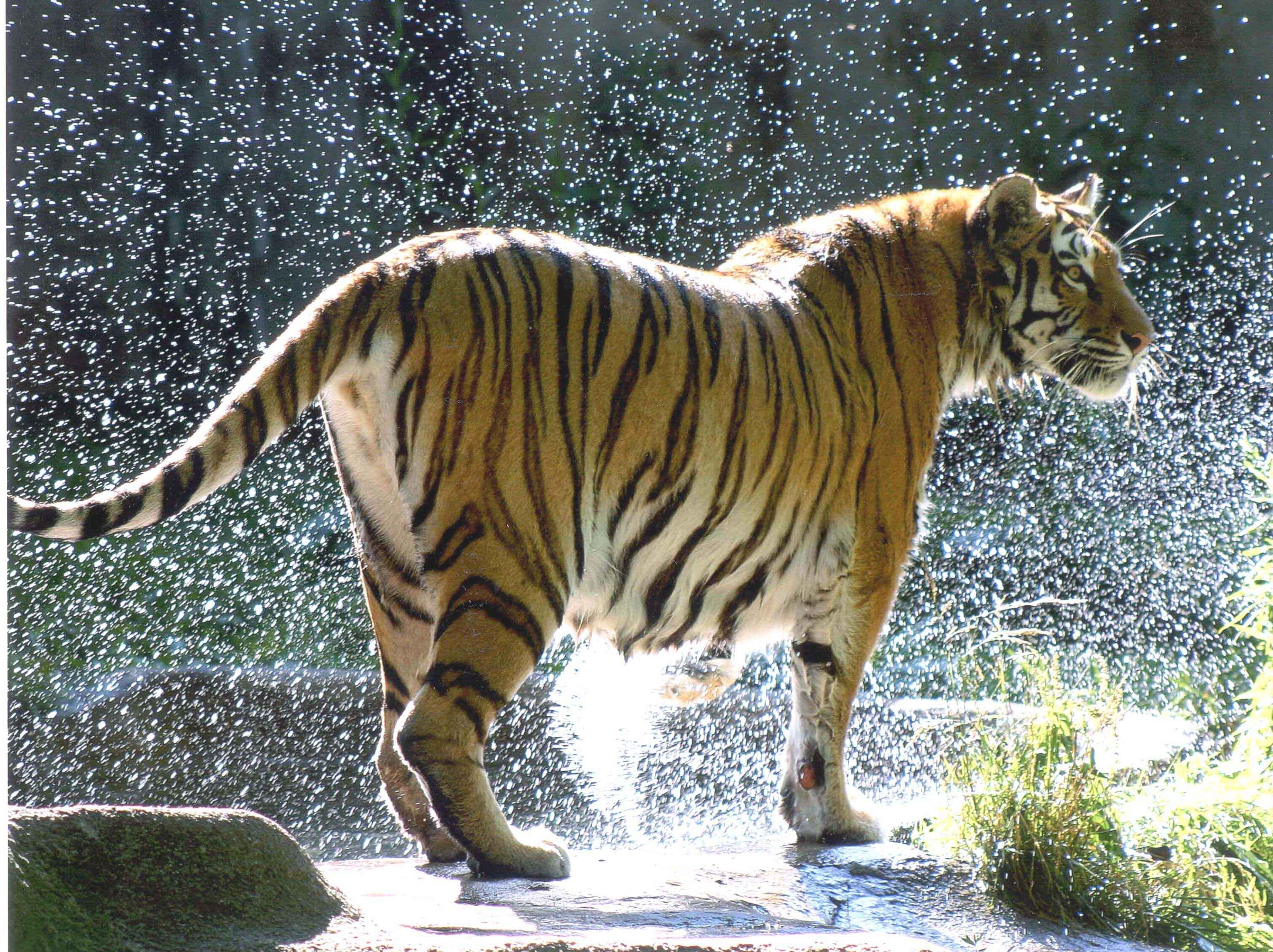 FFW-Tiger-header-image.jpg