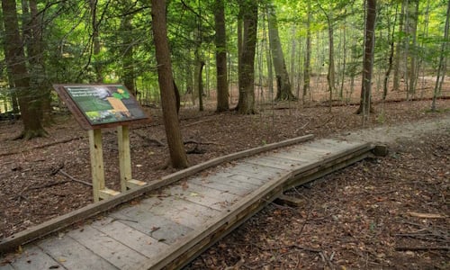 Wooden-Bridge-in-Forest.jpg