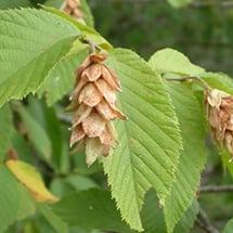 eastern-hop-hornbeam.jpg