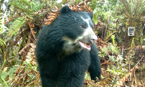Andean-Bear.jpg
