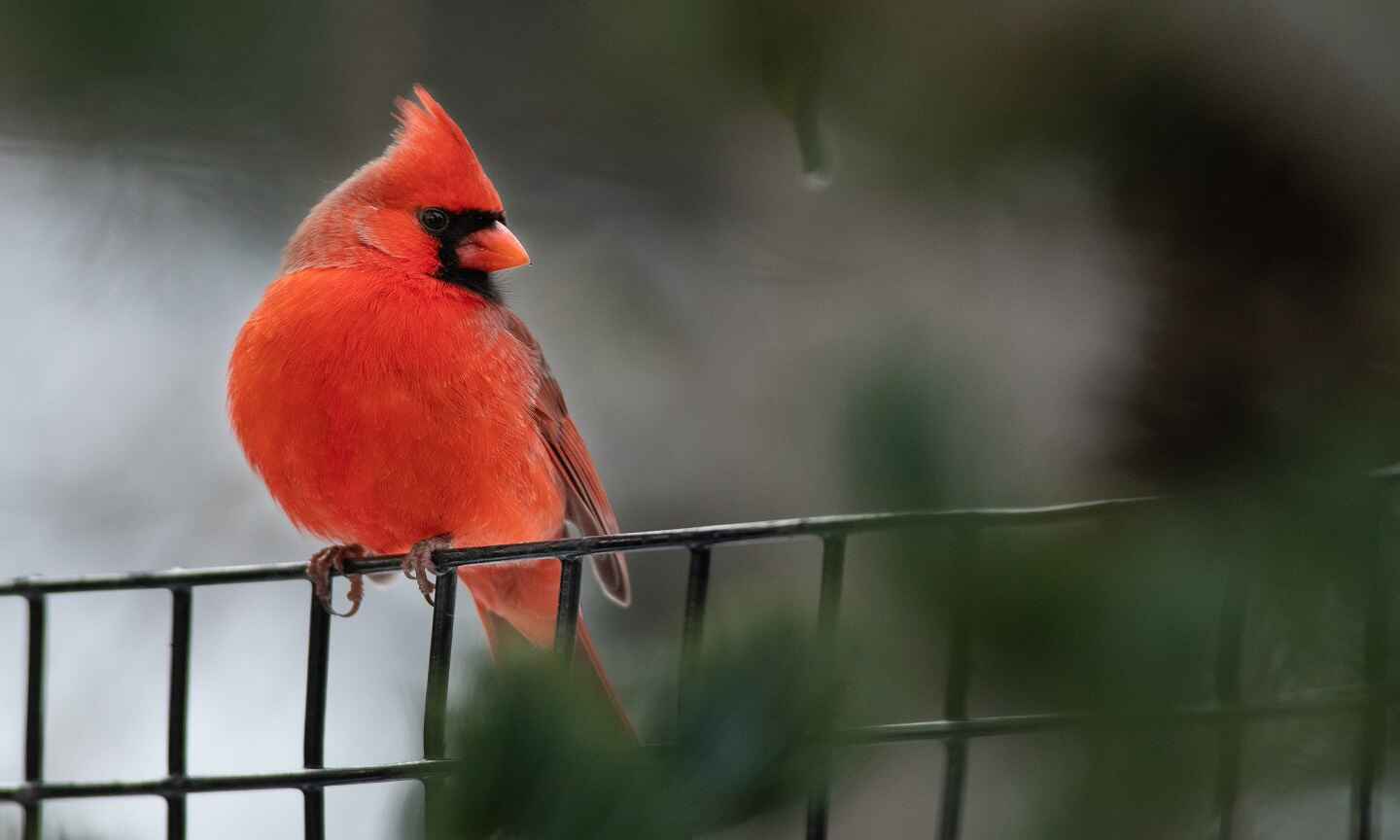 Cardinalsocialtumbnail.jpg
