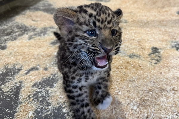 Boy_Amur_Leopard_Sept_2026.webp