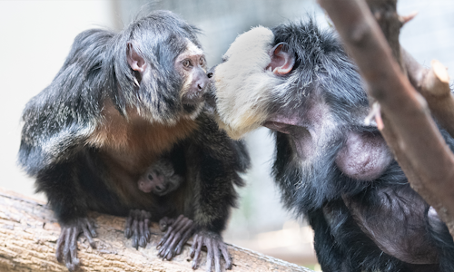Primate,-Cat-and-Aquatics.png