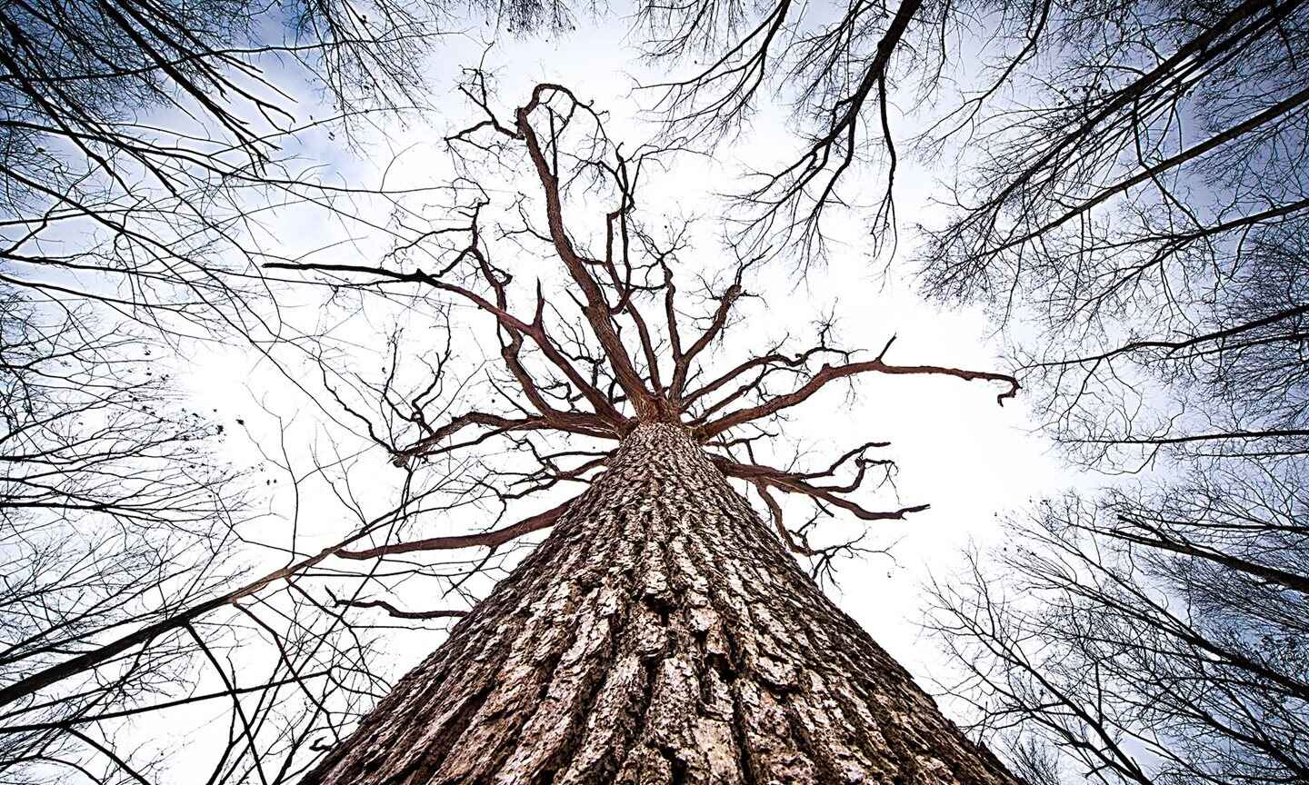 Looking_up_tree_winter_carousel.jpg