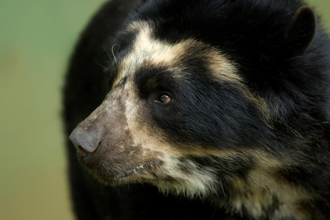 FFW-A-Bear-header-image.jpg