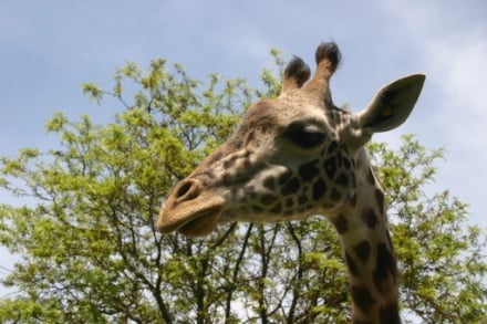 giraffe-2.jpg