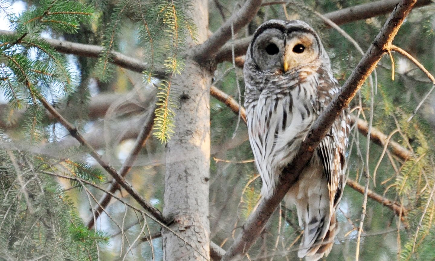 BarredOwl_Brumfield_carousel_1.jpg