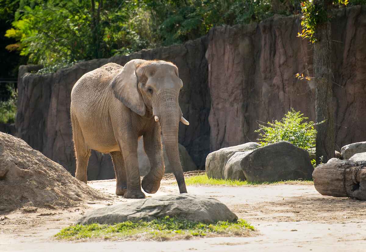 Elephant.jpg