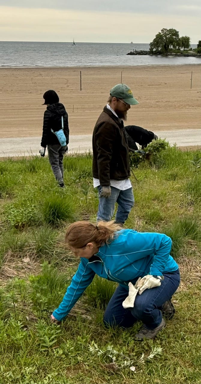 5-20-26 Invasive Mugwort Removal 5-20-26 Invasive Mugwort Removal
