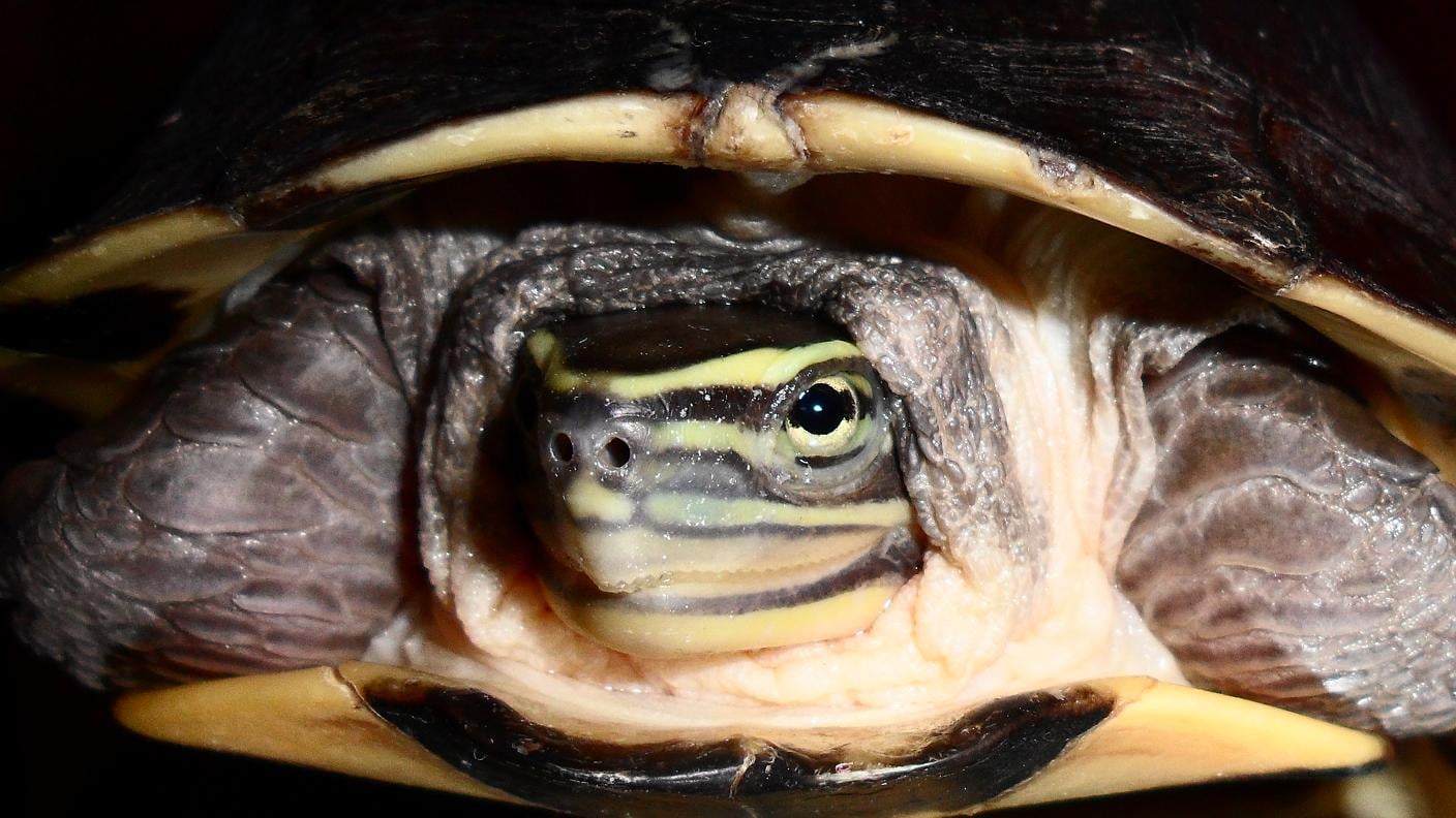 FFW-Asian-turtle-carousel-image-1.jpg