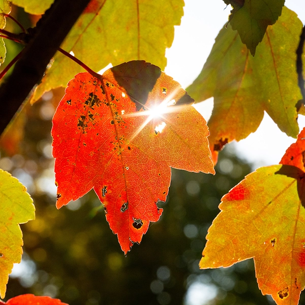 Fall_leaves.webp