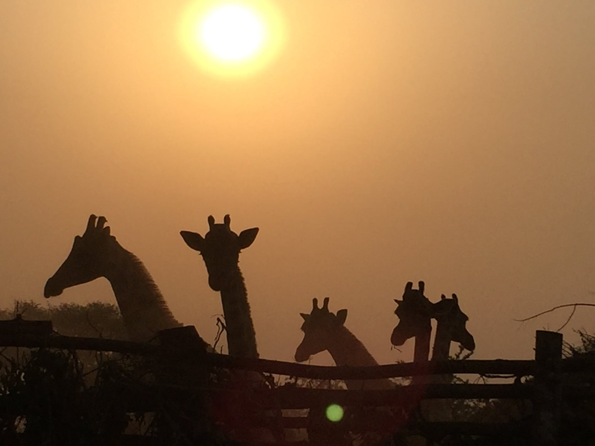 FFW-Giraffe-header-image.jpg