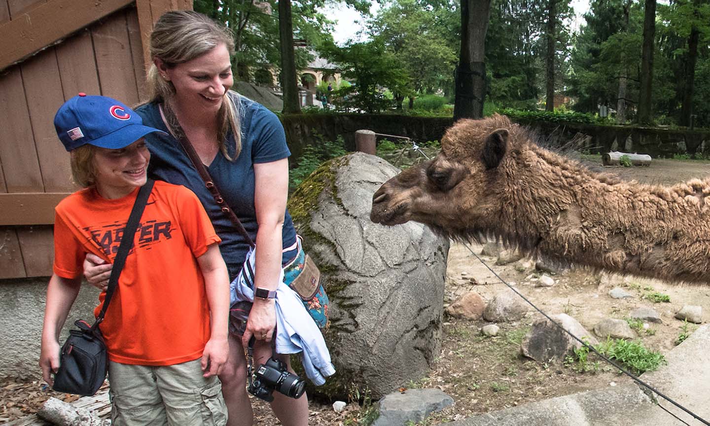 camel.jpg