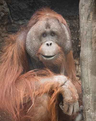 Orangutan-Tiram.jpg