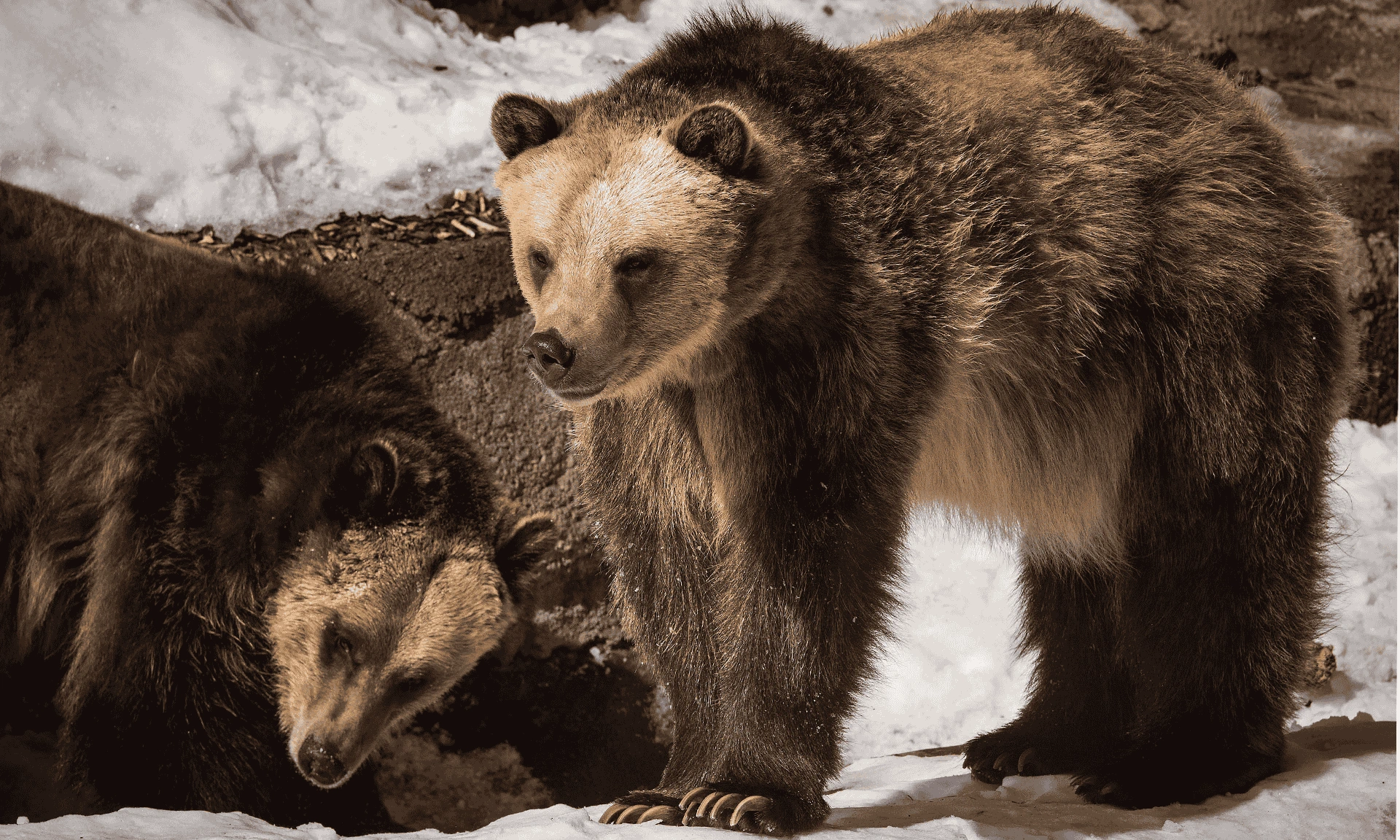 Grizzly-Bear.webp