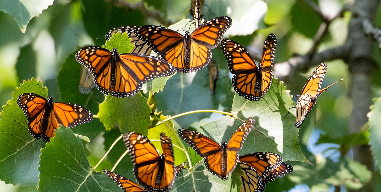 Monarch Migration.webp
