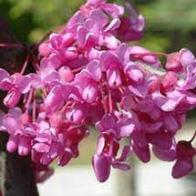 redbud-heartbreaker.jpg