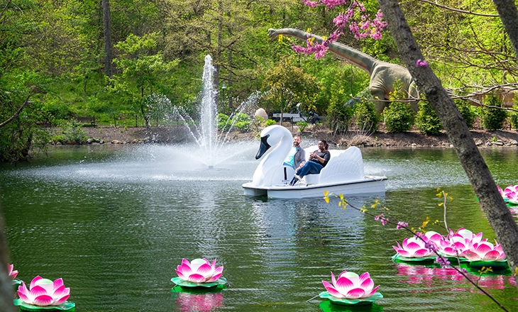 swan-voyage_2.webp