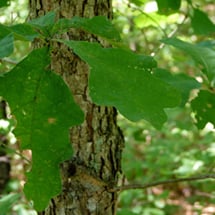 swamp-white-oak-215.jpg