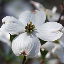 dogwood.jpg