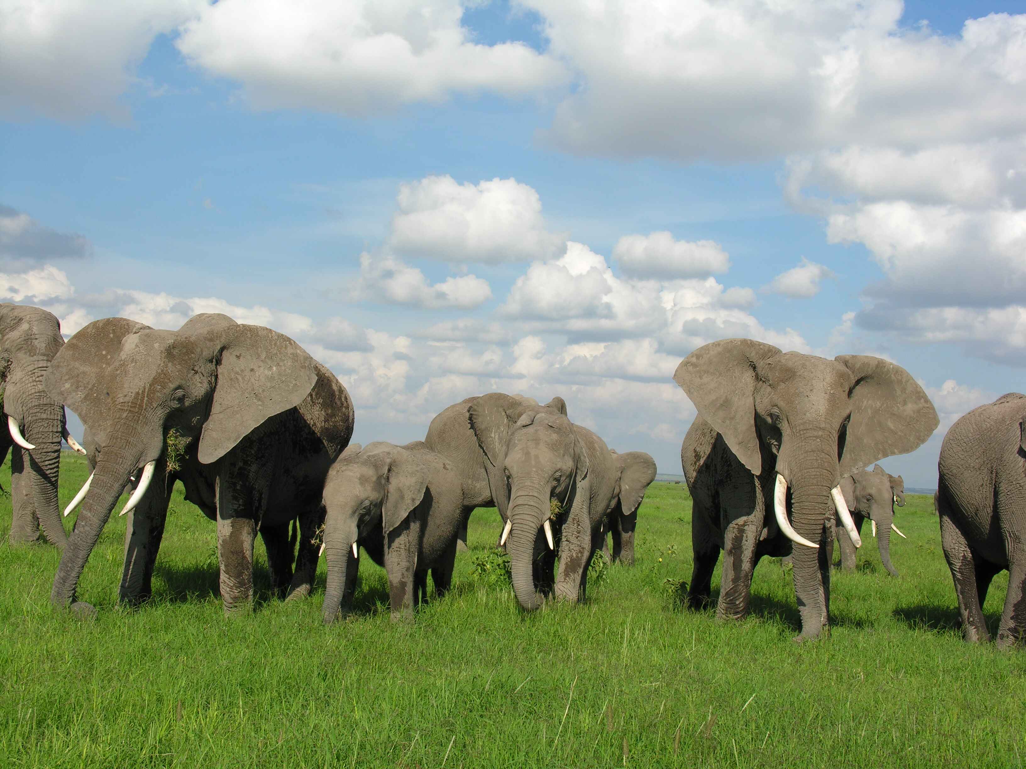 FFW-Elephant-header-image.jpg