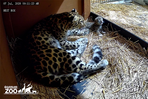 Amur Leopard Cub_July 2026_2.webp