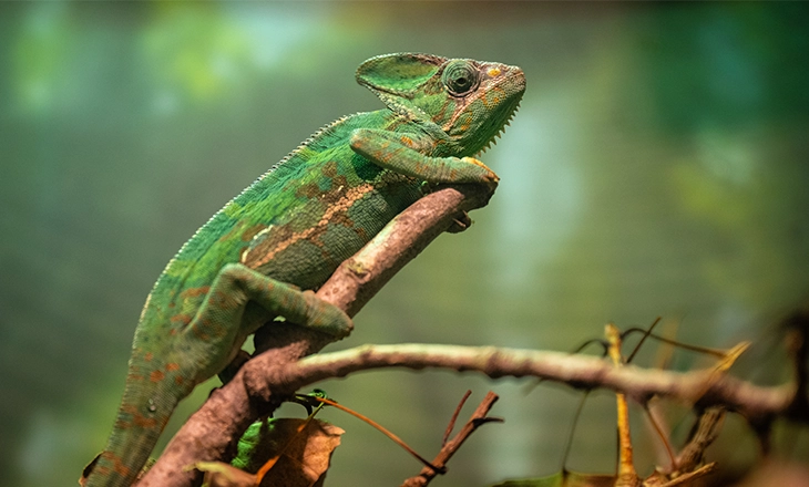 Chameleon.webp