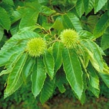 dunstan-chestnut.jpg