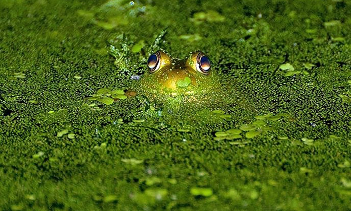 Bullfrog-2439.JPG