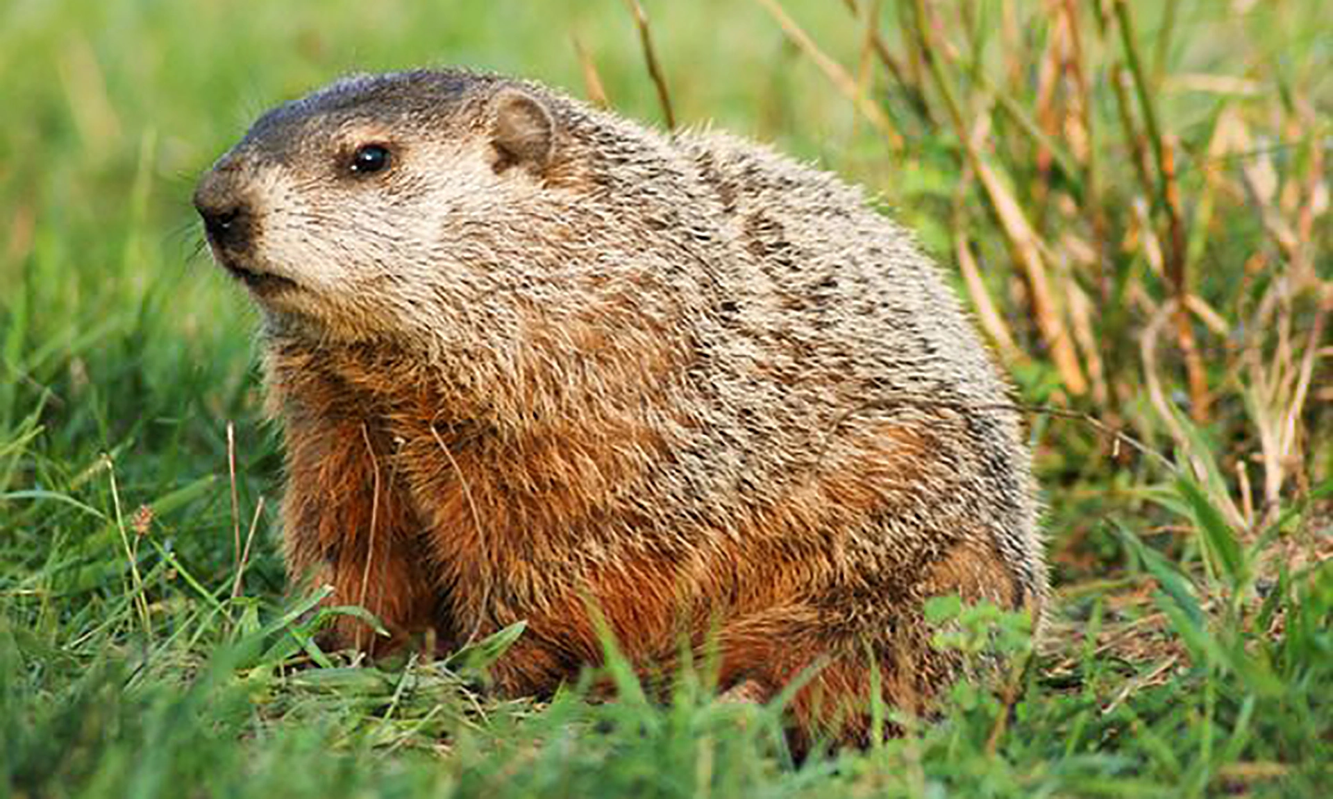 Groundhog_1.webp