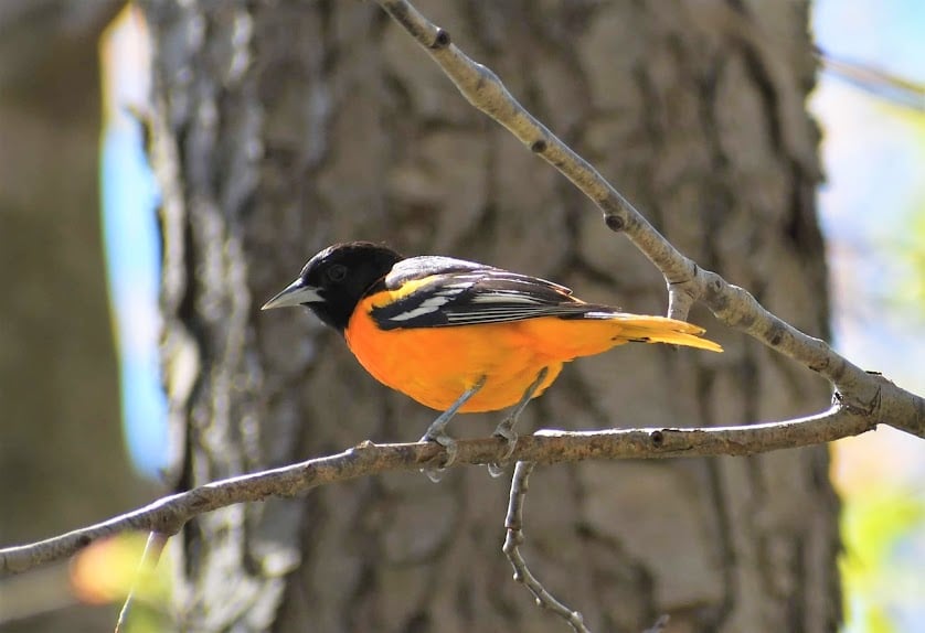 Baltimore Oriole