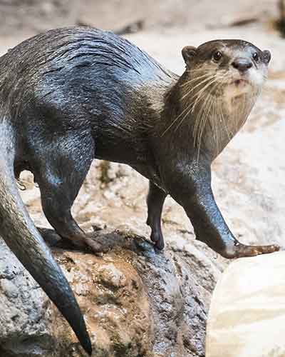 Otter-Kibble.jpg