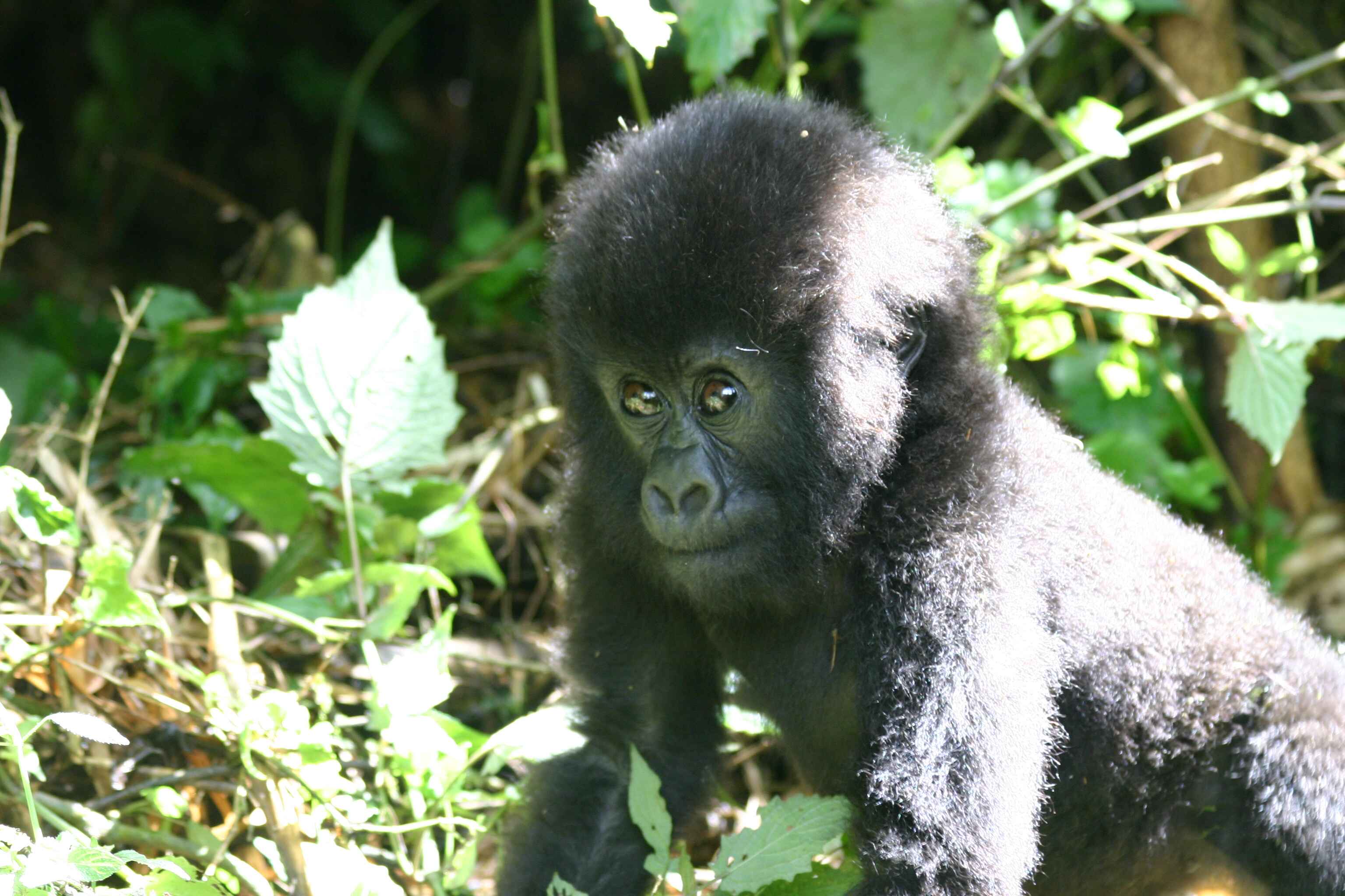 FFW-Gorilla-carousel-image-1.jpg